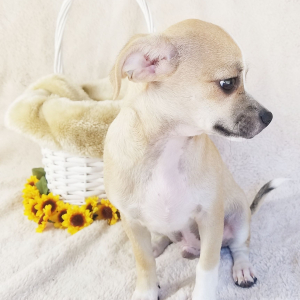 Chihuahua Puppy Hank