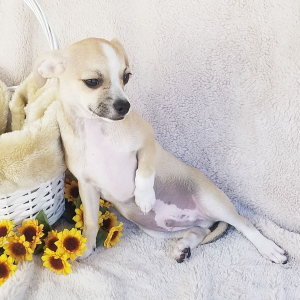 Chihuahua Puppy Hank