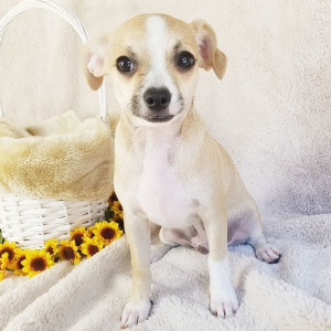 Chihuahua Puppy Hank