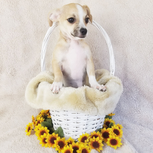 Chihuahua Puppy Hank
