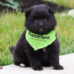 Pomeranian Puppy Ollie