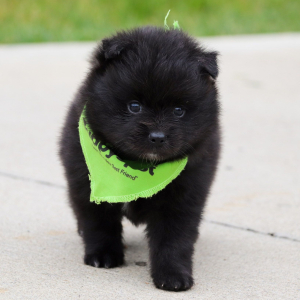 Pomeranian Puppy Ollie