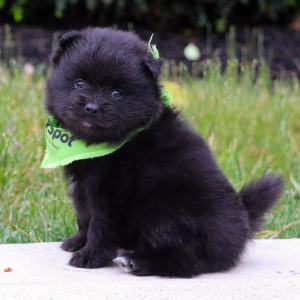 Pomeranian Puppy Ollie
