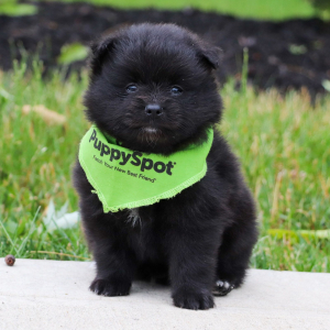 Pomeranian Puppy Ollie