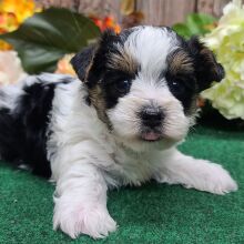 Yorkshire Terrier Puppy Punch