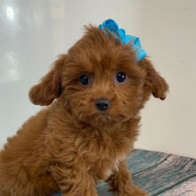Cavapoo Puppy Pebbles
