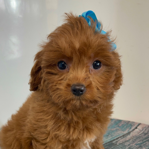 Cavapoo Puppy Pebbles