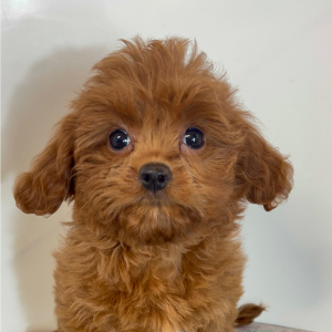 Cavapoo Puppy Pebbles