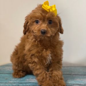 Cavapoo Puppy Pebbles