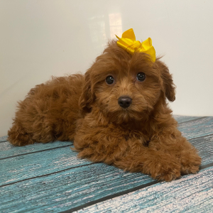 Cavapoo Puppy Pebbles