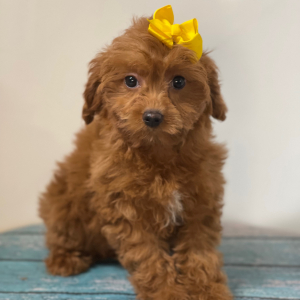 Cavapoo Puppy Pebbles