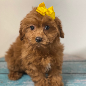 Cavapoo Puppy Pebbles