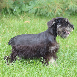 Miniature Schnauzer Puppy Tinker