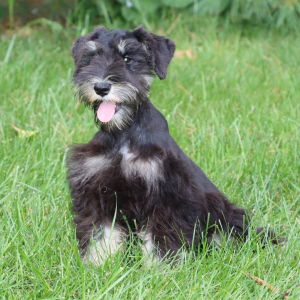 Miniature Schnauzer Puppy Tinker