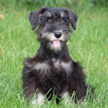 Miniature Schnauzer Puppy Tinker