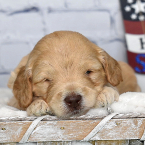 Labradoodle Puppy Murphy