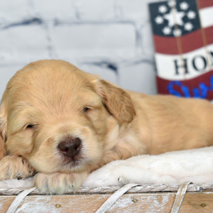 Labradoodle Puppy Murphy