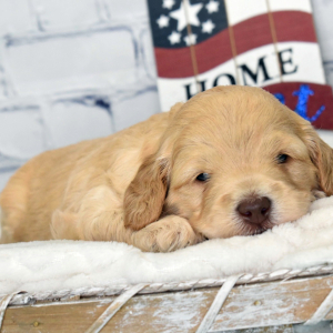 Labradoodle Puppy Murphy