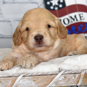 Labradoodle Puppy Murphy