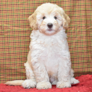 Labradoodle Puppy Murphy