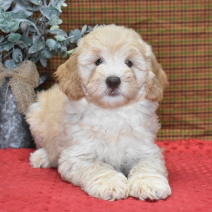 Labradoodle Puppy Murphy