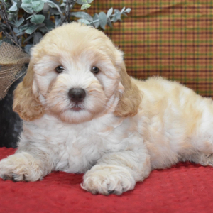 Labradoodle Puppy Murphy