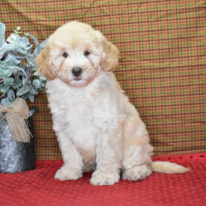 Labradoodle Puppy Murphy