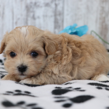 Maltipoo Puppy Jip