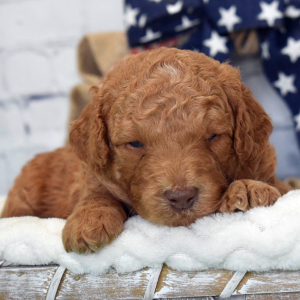Labradoodle Puppy Kaden