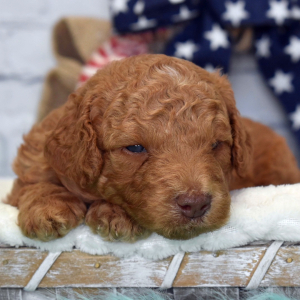 Labradoodle Puppy Kaden