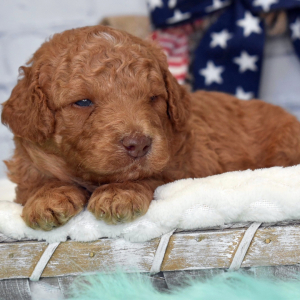 Labradoodle Puppy Kaden