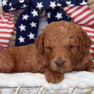 Labradoodle Puppy Kaden