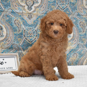 Labradoodle Puppy Kaden