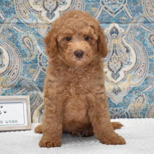 Labradoodle Puppy Kaden
