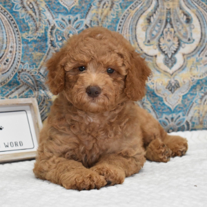 Labradoodle Puppy Kaden