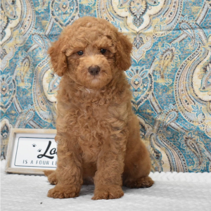 Labradoodle Puppy Kaden