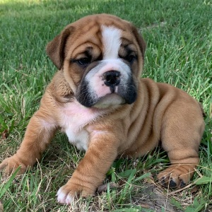 Bulldog Puppy Rocko