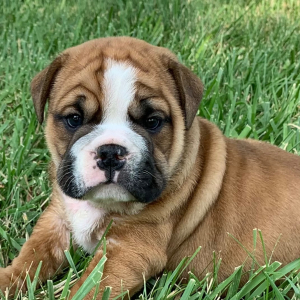 Bulldog Puppy Rocko
