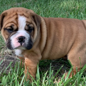 Bulldog Puppy Rocko
