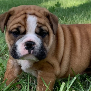 Bulldog Puppy Rocko