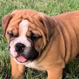Bulldog Puppy Rocko