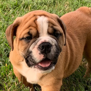 Bulldog Puppy Rocko