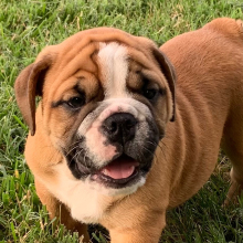 Bulldog Puppy Rocko