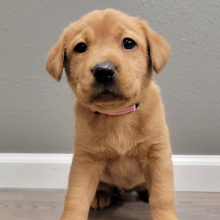 Labrador Retriever Puppy Meg