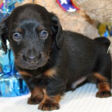 Dachshund Puppy Alistair