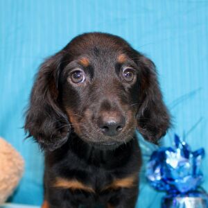 Dachshund Puppy Alistair