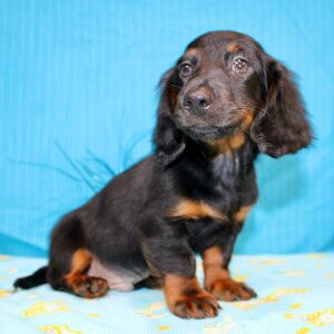 Dachshund Puppy Alistair