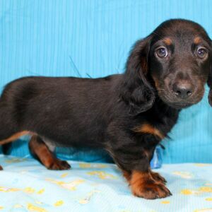 Dachshund Puppy Alistair