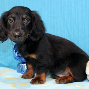 Dachshund Puppy Alistair