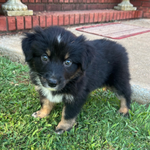 Australian Shepherd Puppy Hallie